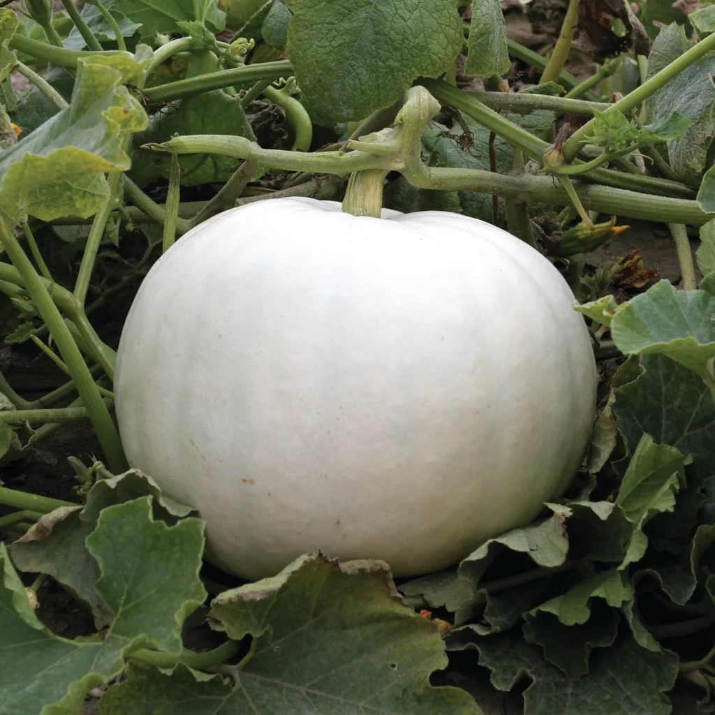 1060800177_crystal-pumpkin-seed-s-100g