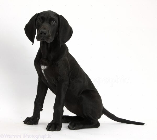 Black Pointer puppy, Hesta, 13 weeks old, sitting