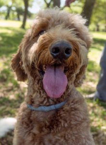 Hartz Sp Dog Groom Cond