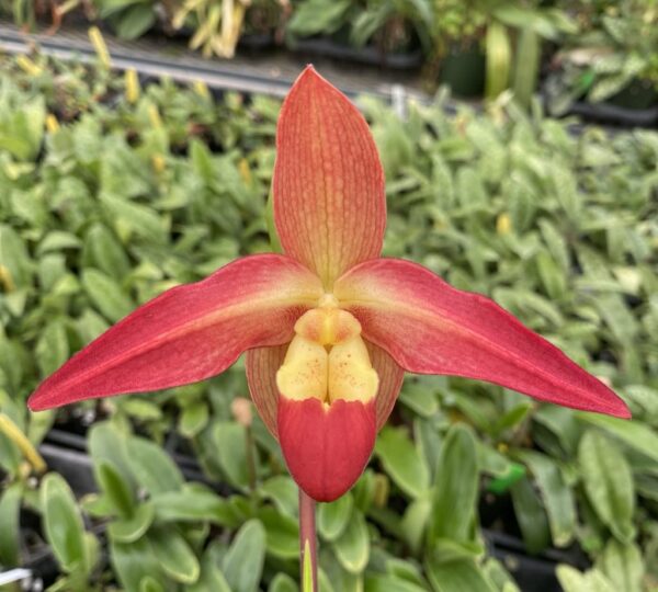 669002720783_qf-long-50g