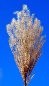 China Grass Crystal