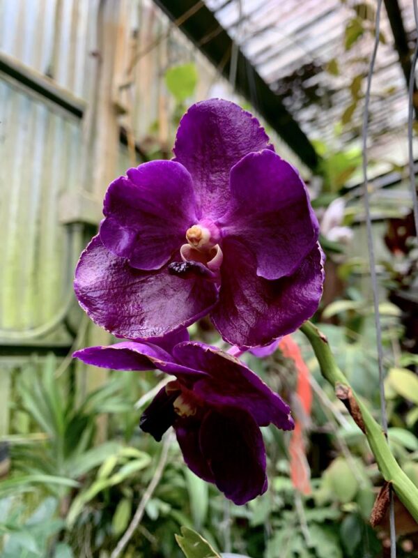 8961102860010_eu-wax-bean-blue-orchid