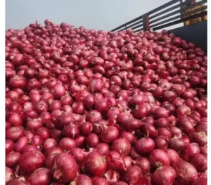 Mp 110g Onion