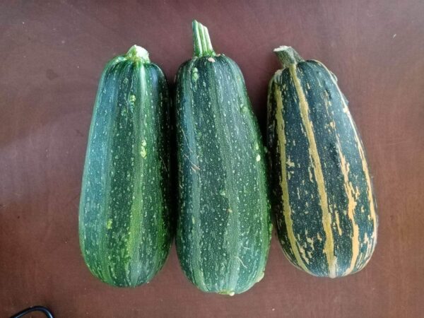 9872123123925_aa-link-big-stripped-sf-seeds-l