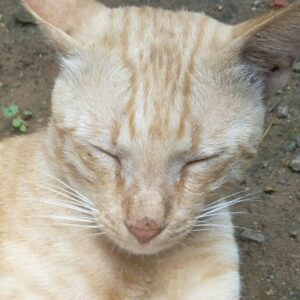 Cl Toss Jelly 1s Stb